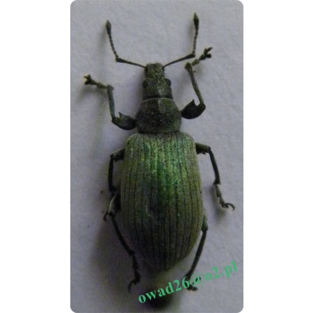 Phyllobius pomaceus Gyllenhal, 1834 Naliściak pokrzywiak